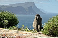Baboon, Beach, Cape Point, South Africa
