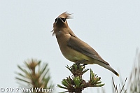 Cedar waxwing, fire island