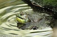 American Bullfrog, azalea pond, the ramble, central park, ny