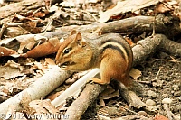 Chipmunk, north woods, the ravine, central park,