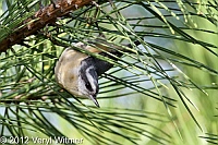 red-breasted nuthatch, nuthatch, fire island, veryl witmer