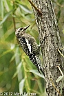 central park, central park birds, yellow-bellied sapsucker