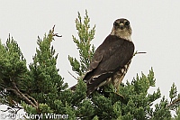 merlin, 2012, fire island