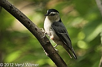white-breasted nuthatch, central park, veryl witmer, 2012