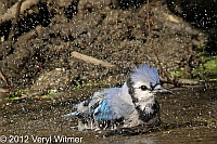 blue jay, cnetral park, veryl witmer, splashing, bathing