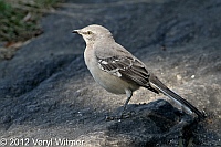 northern mockingbird, central park, veryl witmer, birds of central parkf