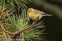 pine warbler, fire island, fire island birds, veryl witmer, 2012, migrating
