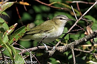 veryl witmer, red-eyed vireo, fire island, birds of fire island