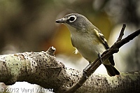 blue-headed vireo, vireo, fire island, fire island birds, birds of fire island, veryl witmer
