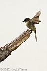 veryl witmer, eastern phoebe, birds of fire island, fire island birds