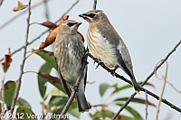 veryl witmer, fire island, cedar waxwings, birds of fire island, 2012