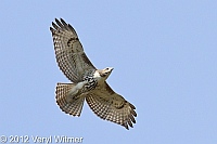 red-tailed hawk, central park, veryl witmer, 2012, hawk