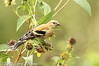 central park, veryl witmer, wildflower meadow, goldfinch