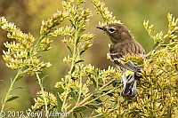 central park, veryl witmer, wildflower meadow, Yellow-rumped Warbler