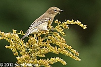 central park, veryl witmer, wildflower meadow, Yellow-rumped Warbler