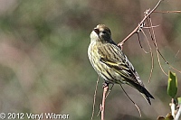 Pine Siskin, Fire Island, Suffolk County, veryl witmer, fire island birds, fire island wildlife