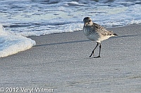 Black-bellied Plover, Fire Island, Suffolk County, fire island birds, veryl witmer, fire island wildlife