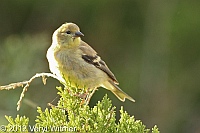 American Goldfinch, Fire Island, Suffolk County, veryl witmer, fire island birds, fire island wildlife