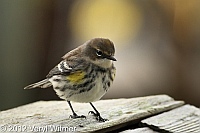 Yellow-rumped Warbler, Fire Island, Suffolk County, veryl witmer, fire island birds, fire island wildlife