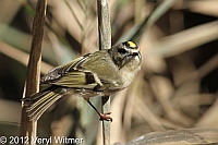 golden-crowned kinglet, fire island, veryl witmer, fire island birds, fire island wildlife