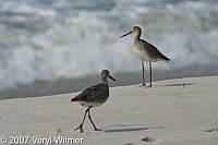 willet, willets, fire island, NY, fire island birds, veryl witmer