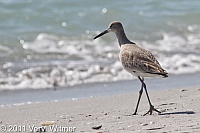 willet, sanibel island, FL, birds of florida, florida birds, veryl witmer