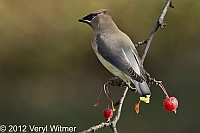 cedar waxwing, central park, november 12, 2012, veryl witmer