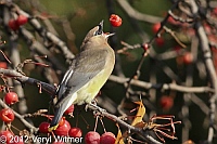 cedar waxwing, central park, november 12, 2012, veryl witmer