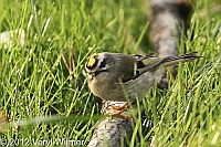 golden-crowned kinglet, central park, november 12, 2012, veryl witmer
