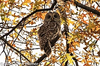 barred owl, central park, november 12, 2012, veryl witmer