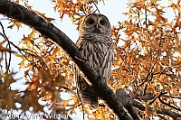 barred owl, central park, november 12, 2012, veryl witmer