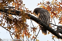 barred owl, central park, november 12, 2012, veryl witmer