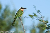 Kruger National Park, Mpumalanga, South Africa, White-fronted Bee-eater