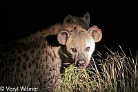 Hyena, Kruger National Park, Mpumalanga, South Africa, hyenas