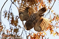barred owl, central park, november 12, 2012, veryl witmer