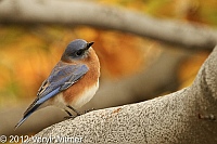 bluebird, cental park, veryl witmer