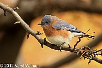 bluebird, cental park, veryl witmer