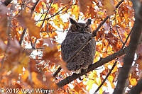 Great Horned Owl, central park, ny, november 23, 2012