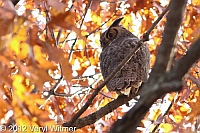 Great Horned Owl, central park, ny, november 23, 2012