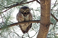northern saw-whet Owl, central park, ny, november 23, 2012