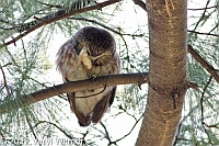 northern saw-whet Owl, central park, ny, november 23, 2012