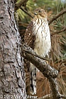 cooper's hawk, central park, november, 2012, 