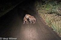 Hyena, Kruger National Park, Mpumalanga, South Africa, hyenas, family
