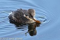 pied-billed grebe, the reservoir, central park, ny, veryl witmer, central park birds
