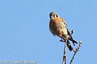 american kestrel, central park, ny, veryl witmer