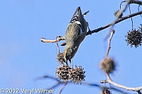 White-winged Crossbill, Central Park, NY, December 19, 2012
