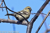 White-winged Crossbill, Central Park, NY, December 19, 2012