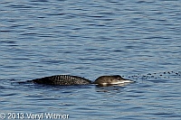 Common Loon, The Reservoir, Central Park, NY, January 3, 2013