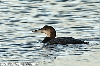 Common Loon, The Reservoir, Central Park, NY, January 3, 2013
