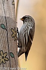 common redpoll, Central park, ny